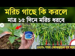 মরিচ গাছে কি করলে - মাত্র ১৫ দিনে প্রচুর মরিচ ধরবে - পাতা কোঁকড়ানো দূর হবেই - মরিচ চাষ পদ্ধতি