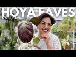 My Favorite Hoyas of March! | New Growth, Variegation & a Little Surprise
