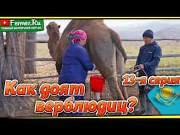 Верблюжье молоко - достояние Казахстана. Какие верблюды дают больше молока? Доение верблюдиц