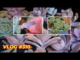 Where I Keep Succulent Propagations | VLOG #310 - Growing Succulents with LizK