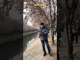 Beijing Blossoms #blossom  #beijing  #chinanews