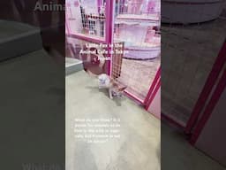 #animal #cafe in #tokyo #japan #animals #freedom #fox #animalcafe