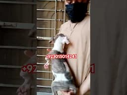 American Pitbull Puppy For Sale #shorts #dogs #viralvideo +923015014241