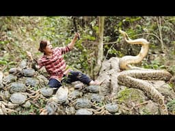 Harvesting Miami Stone Crab Unexpectedly Encounters Giant PYTHON | Breathtaking Battle for Survival!