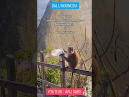 THE OTHER SIDE OF BALI, THAT YOU DON'T SEE: Stressed, Hungry, Thirsty Monkeys Of Nusa Penida Island!