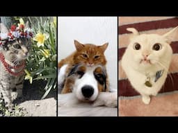 Cute and funny CATS.🐱 And Some Just Interesting Moments.😻Videos🔶 Сompilation # 58🔶