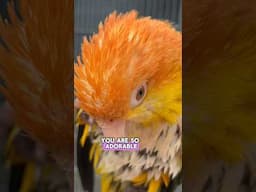 Puffman Caique is An Adorable Bird 🥰 #parrots #caique #birds