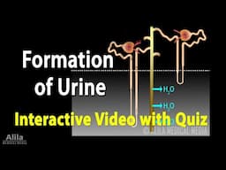 Urine Formation - Interactive Animation with Quiz