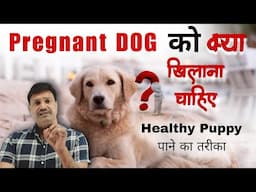 Diet of Pregnant Dog 👍🏽 Pregnant Dog ko kya khana dena chahiye 💪🏽 Healthy puppy पाओ