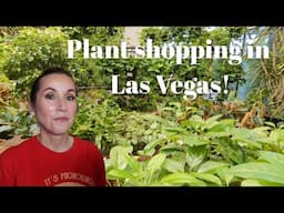Plant shopping in Las Vegas! + Plant Haul