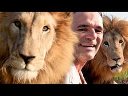 I'm in a LION Sandwich | The Lion Whisperer