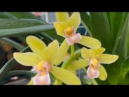 sọc đẹp, xích long. đỏ mý, khoa mai, tiên sơn, đen rô chớp @916-594-696