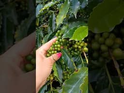 colheita do café começou