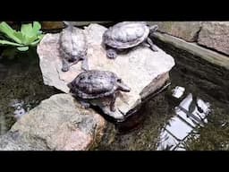 "Wasserschildkröten in den Gewächshäusern des Bot.Garten- Potsdam