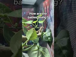 Baby chameleon update
