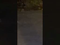 Wild Cats chowing down