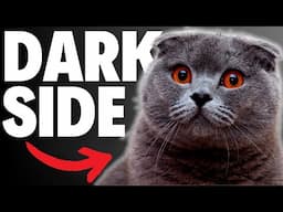 What NOBODY tells you about Scottish Fold Cats...