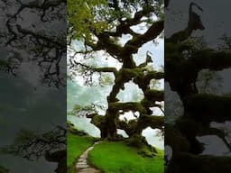 #flowers #nicescenery #naturescenery #naturebeauty #naturelover #longervideos #stunning #niceview