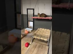 New Serval Roof Needed || The Wildcat Sanctuary