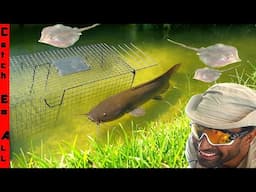 We FOUND INVASIVE FISH in My PET STINGRAY River!