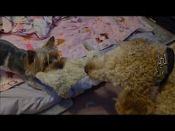 Oreo the Yorkie Yorkshire Terrier and Gabo the Golden Doodle Playing Tug o War