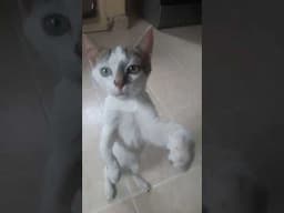 THINKING HE CAN WALK WITH TWO LEGS #CAT #ytshorts #youtubeshorts #shortsfeed #viralvideo