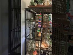CONURE GETS SOME NEW TOYS (SHORTS)