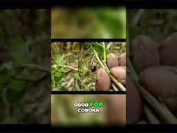 Powerful Remedy For Corona Virus!😲 (Crow Bait)