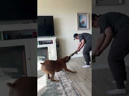 TUG a WAR with my DOG! #shorts #viralshorts