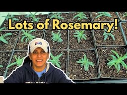 Rosemary Seedling Care Potting Up Hardening Off || Budget Gardening