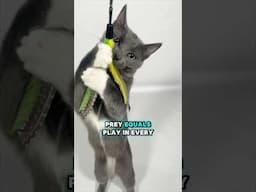 Sharing my top 3 favorite cat toys! #cats #cattoys #catdad