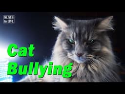 Is Your Cat Being Bullied? Six Signs to Watch for