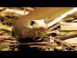 Are These The World's Most Deadliest Animals?