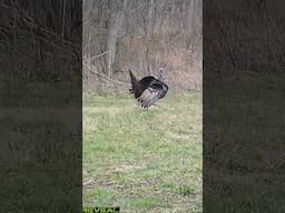 STRUTTIN' his Stuff