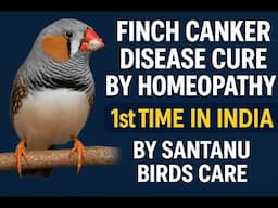 Homeopathy care for canker disease in finch birds? Finch Cankar Disease