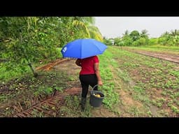 Official Start Of Rainy Season