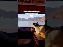 moo really tried his best today… welcome to his morning schedule PT 2 #vanlifecat #adventurecat