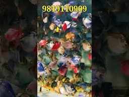 1000s of TETRAS #guitar #aquarium #shorts #youtubeshorts