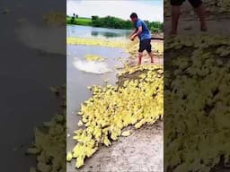 They raise ducks in ponds—and the final product will blow your mind! #shorts #trending #viralvideo