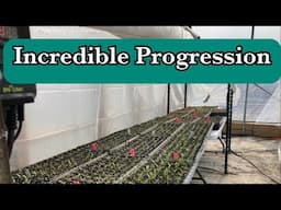 7000 seeds planted by hand! What happened? Miracles!