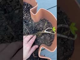 Starting strawberries in the Greenstalk! #gardening #garden