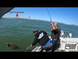 San Francisco Bay Live Bait Drifting for Halibut and Striped Bass