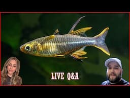 Steenfott Aquatics Live - Freshwater Aquarium Q&A