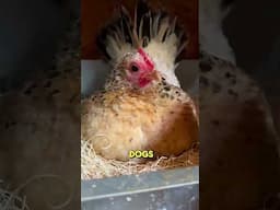 Asking strangers if they want dog meat