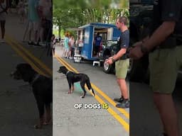 Socializing a dog with no training! #dogs
