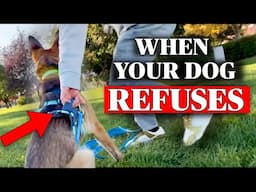 How to Get a Dog to STOP Resisting Without Acting Like An Insecure Tough Guy