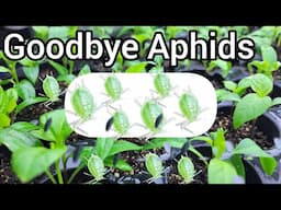 Fix Your Aphids Problem with This Easy Tip