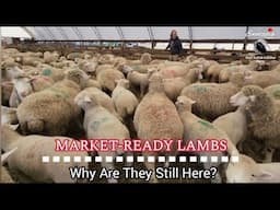 Market-Ready Lambs Are Still Here! WHY?