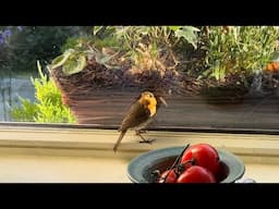 Cottage Visitors, No Water and Garden in Drought!
