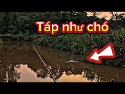 Câu Cá Lóc Tây Nguyên Đầu Mùa Cá Đớp Liên Tục